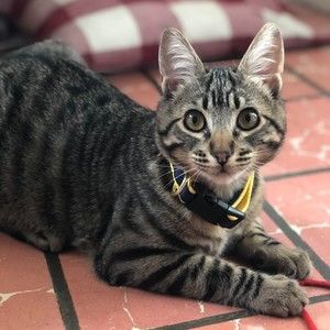 Meet your Posher, Naomi